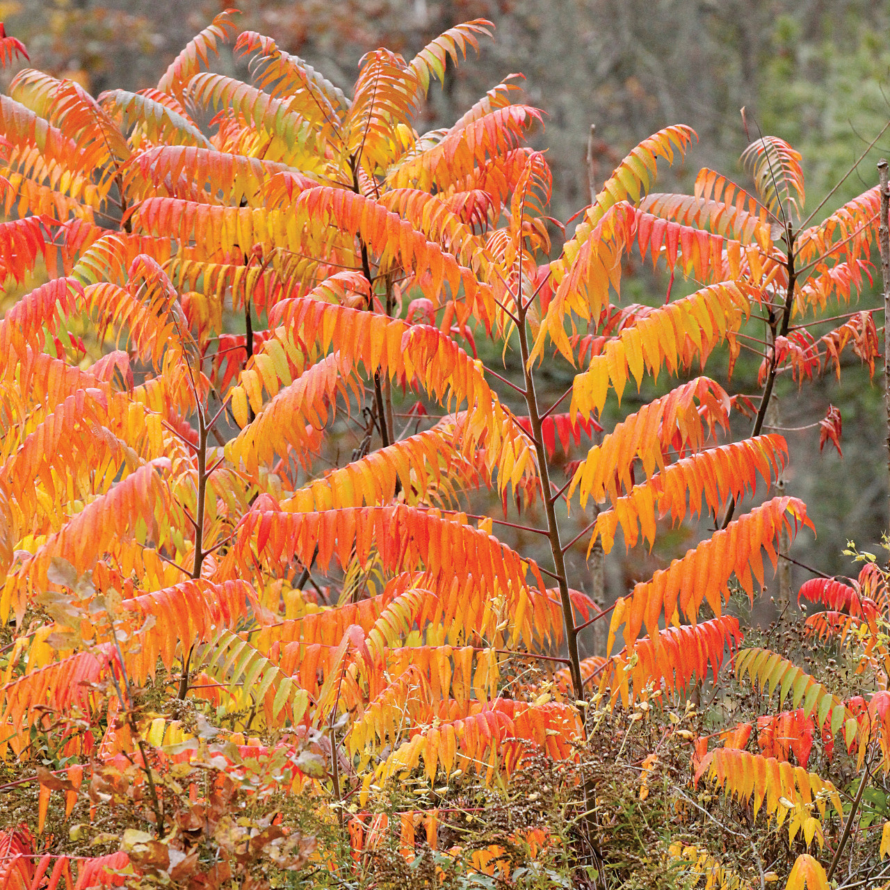 Rhus glabra (Smooth Sumac)